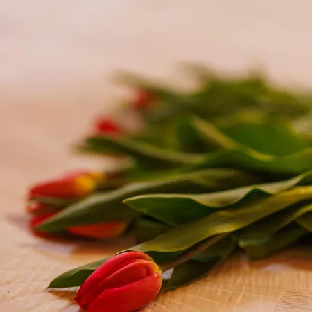 Marta Πανσιόν