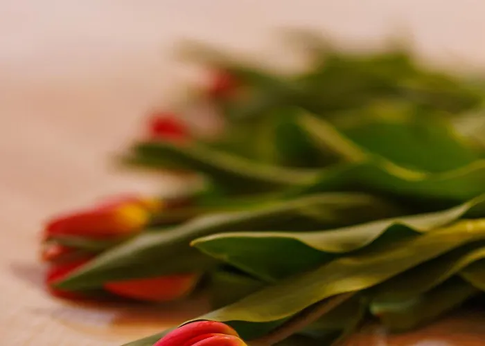 Marta Πανσιόν